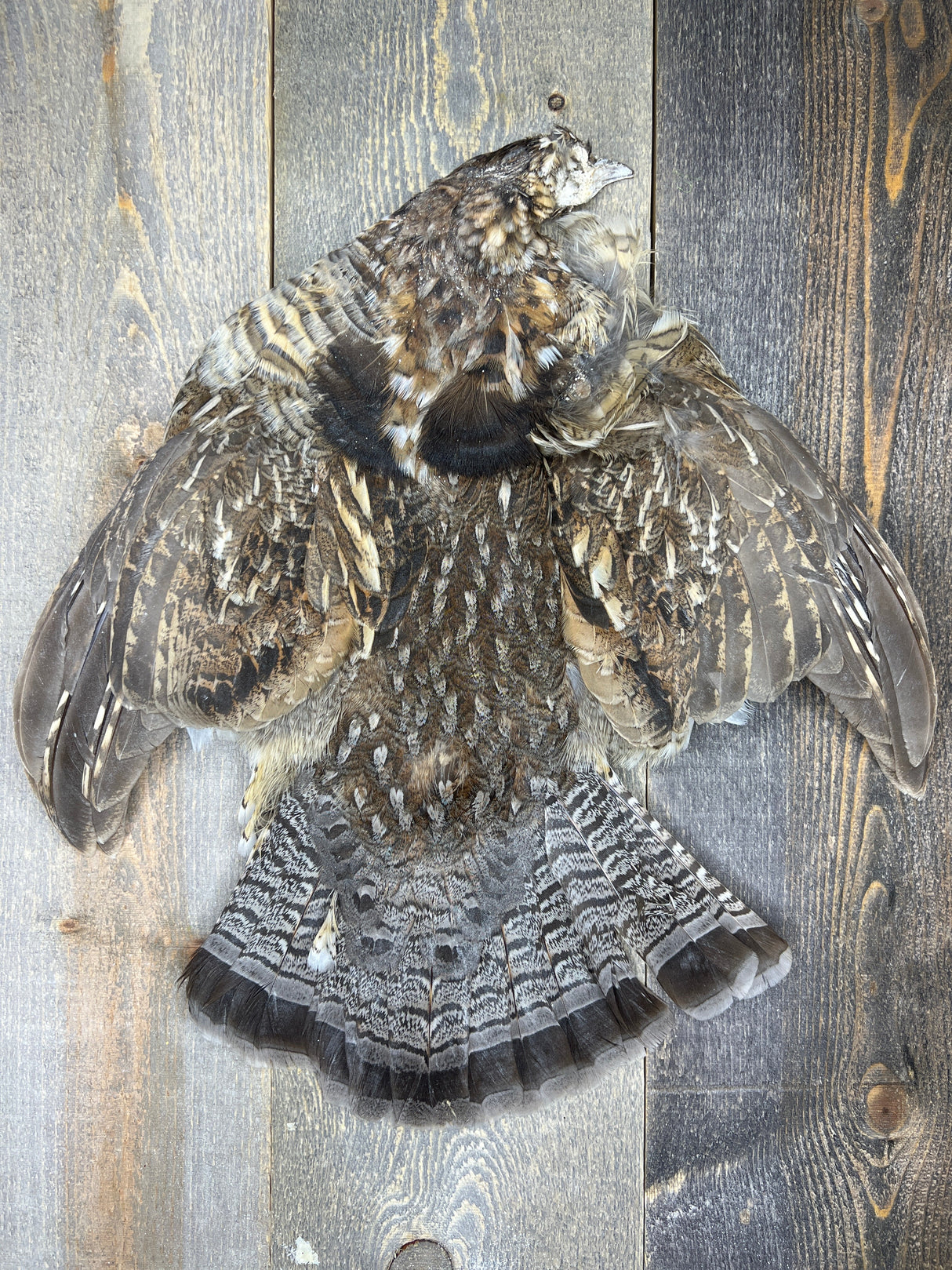 Ruffed Grouse Skin Misc. Feathers