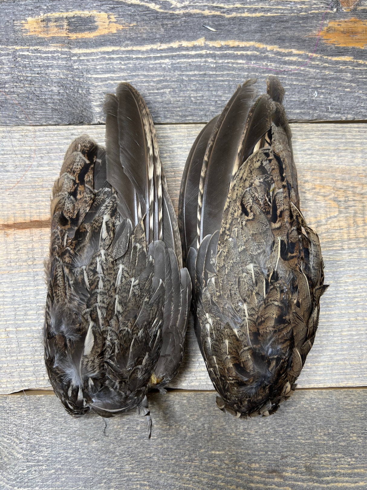 Ruffed Grouse Wing Pair Misc. Feathers