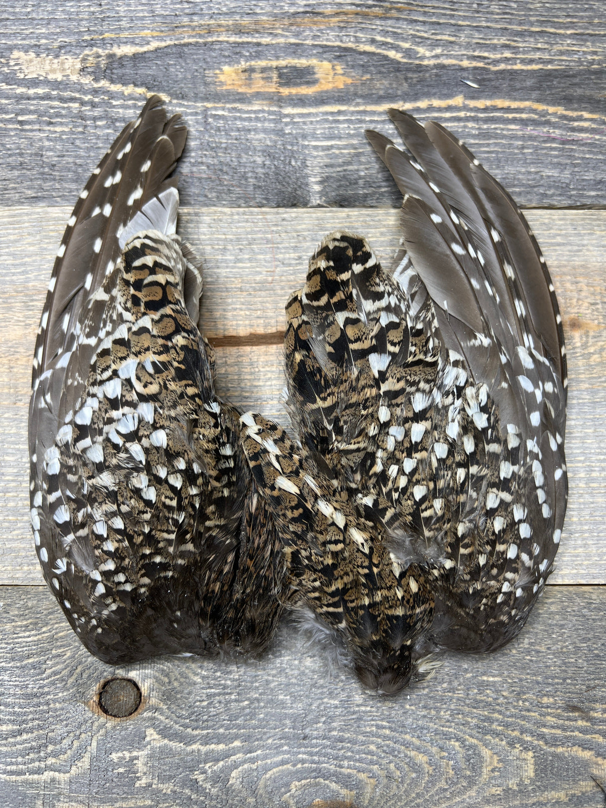 Sharptail Grouse Wing Pair Misc. Feathers