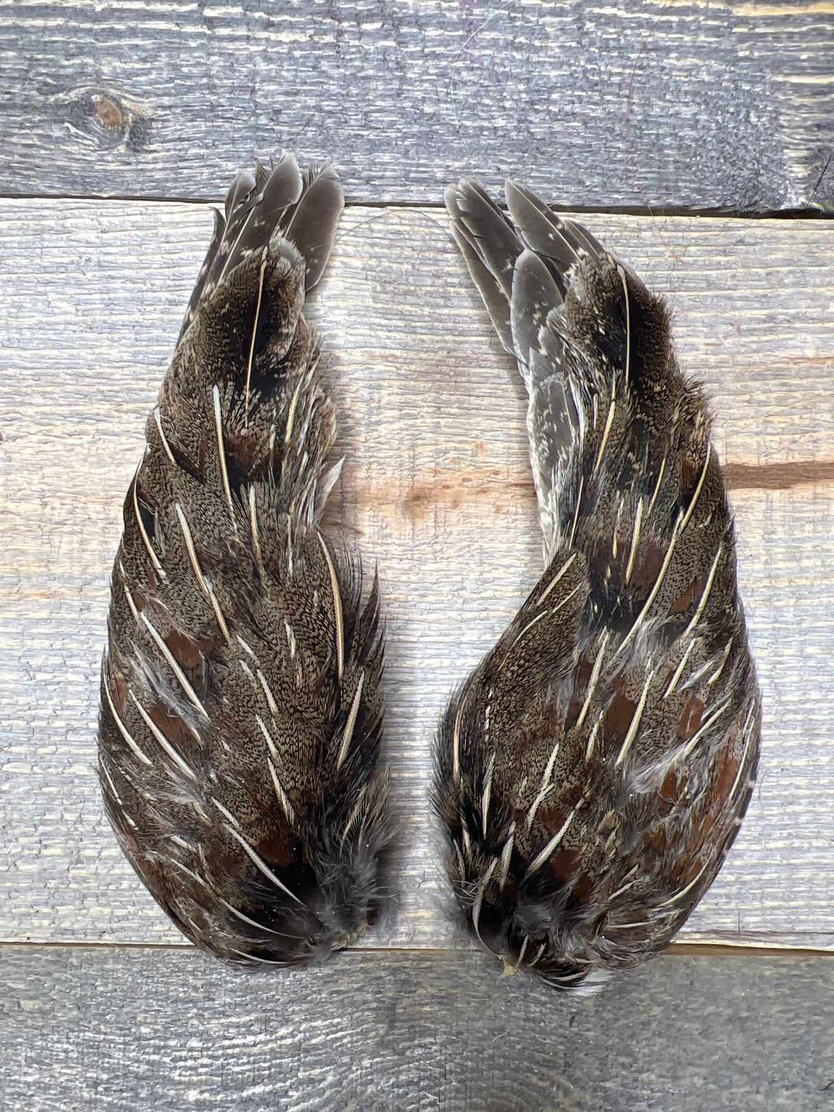Spent Fly Fishing Hungarian Partridge Wing Pair Natural Partridge Feathers