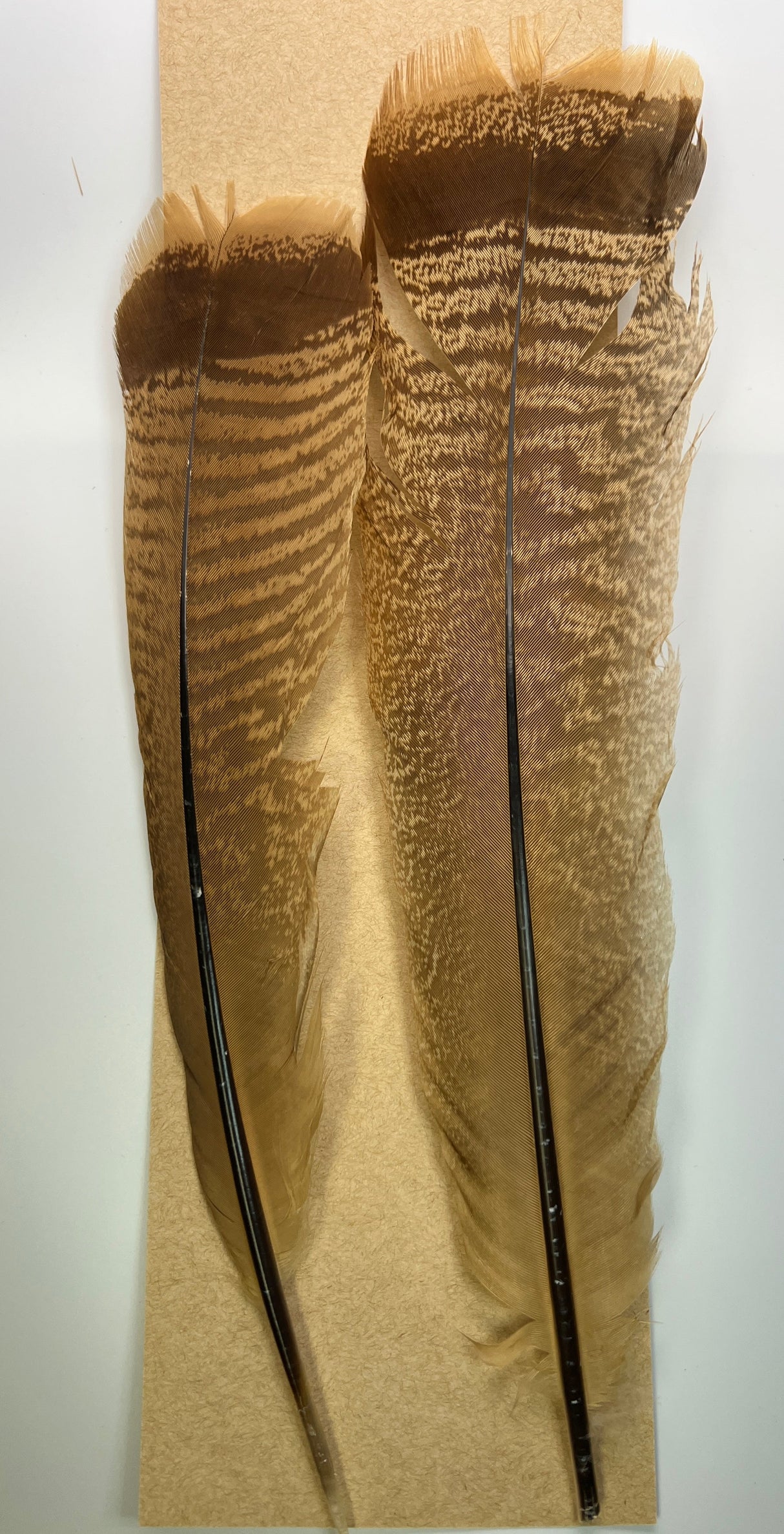 Wapsi Ozark Turkey Tail Cinnamon Tip Bleached Turkey Feathers