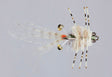 Colby's Tan Corona Crab Flies