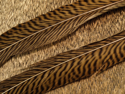 golden pheasant tail feathers fly tying