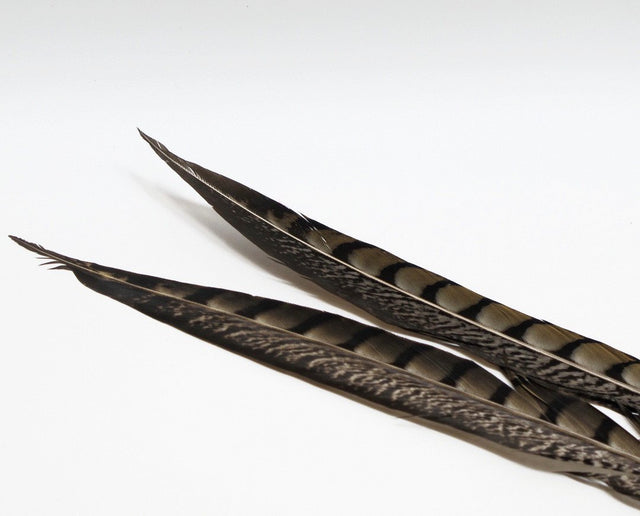 Nature's Spirit Lady Amherst Pheasant Side Tails