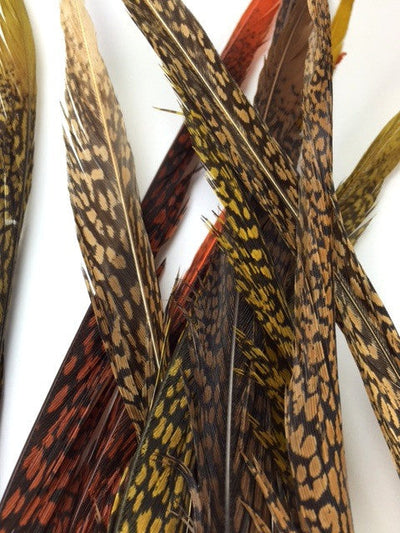 Golden Pheasant Center Tails Nature's Spirit