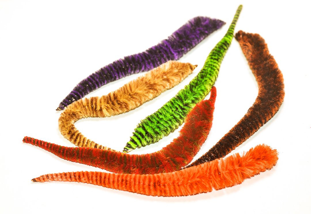 Variegated Mini Mangum Dragon Tail