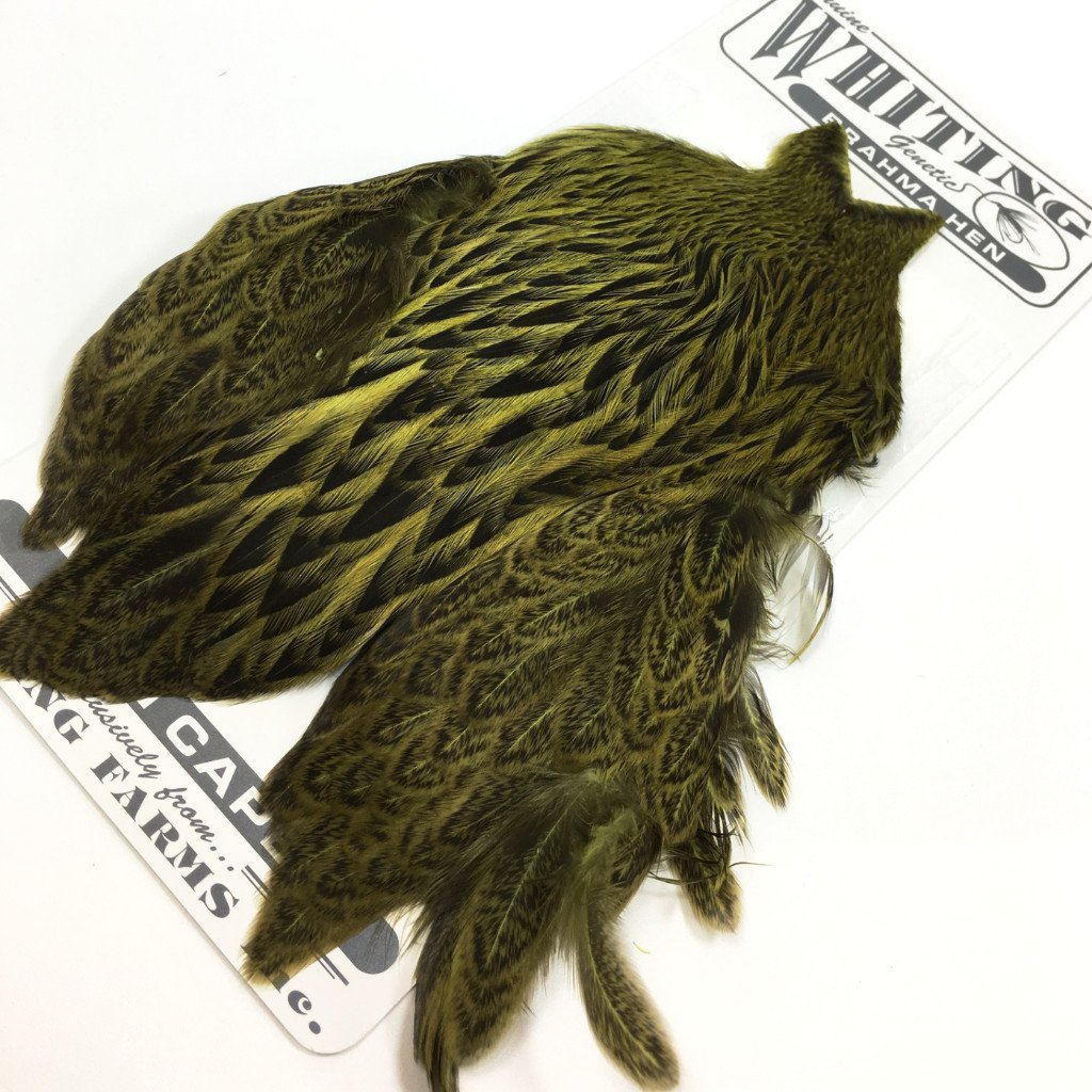 Whiting Brahma Hen Cape Silver Badger Olive