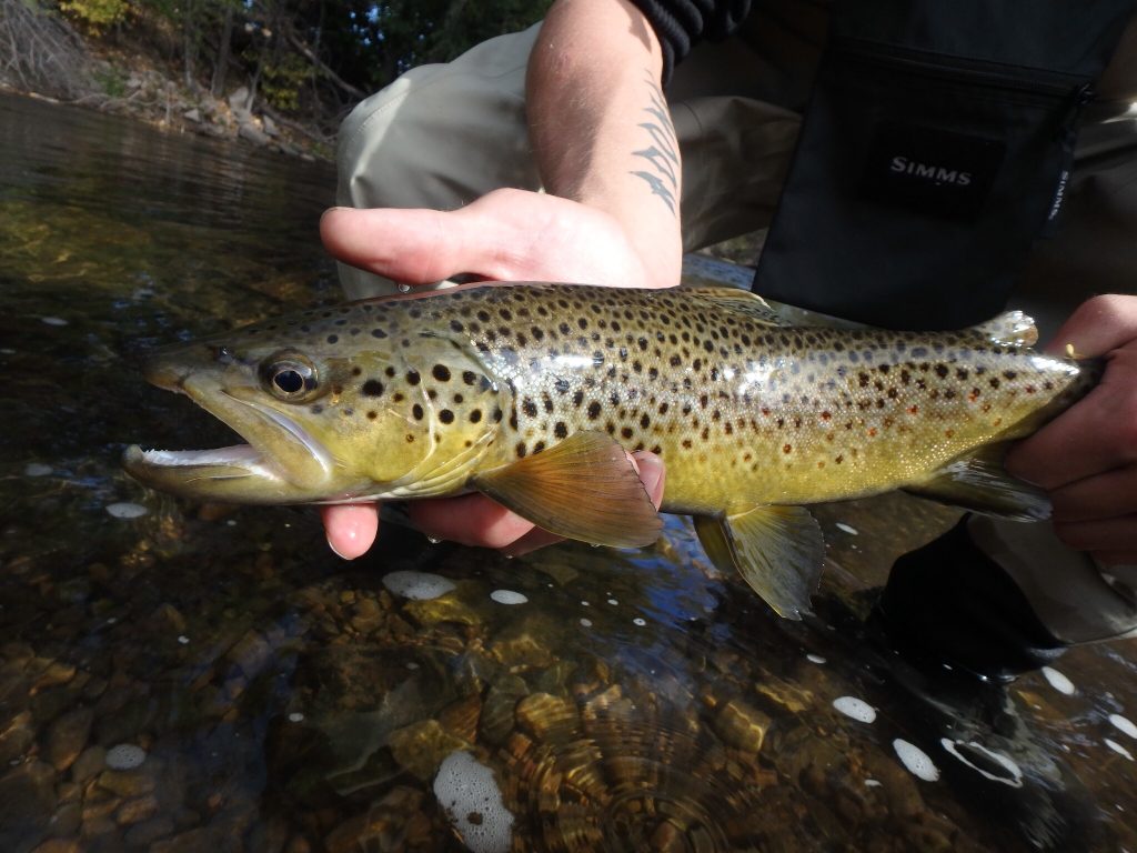 Black Hills Fishing Report - 10 10 2016 - Dakota Angler & Outfitter 