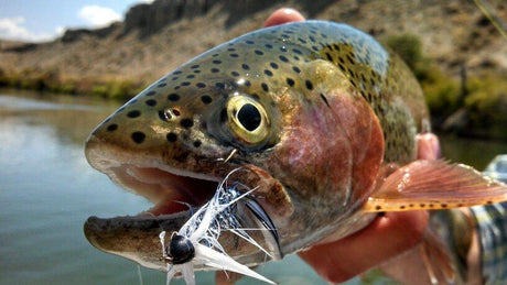 Dakota Angler &amp; Outfitter Blog - New and Improved!