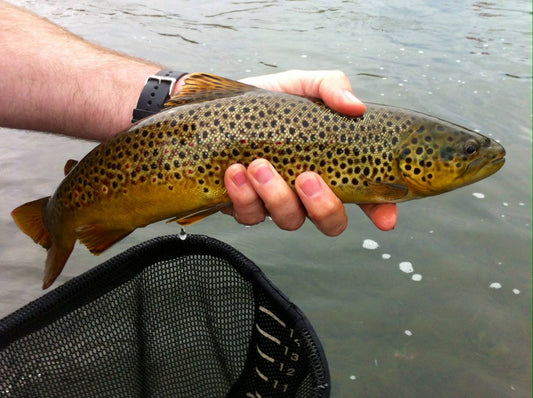 Black Hills Fishing Report - May Day Edition!