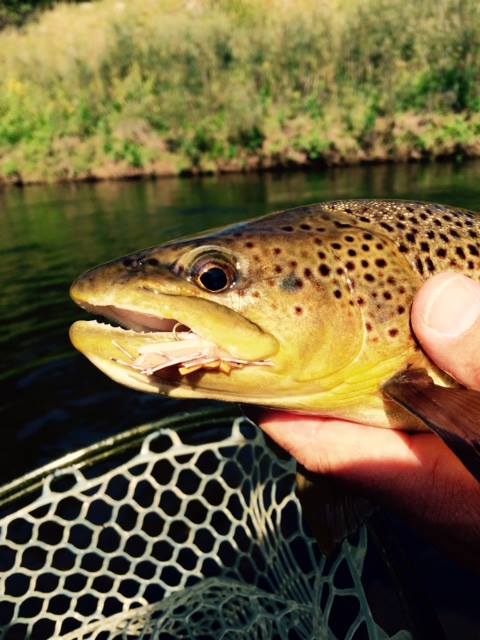 Lower Water &amp; Terrestrials! Black Hills Fly Fishing