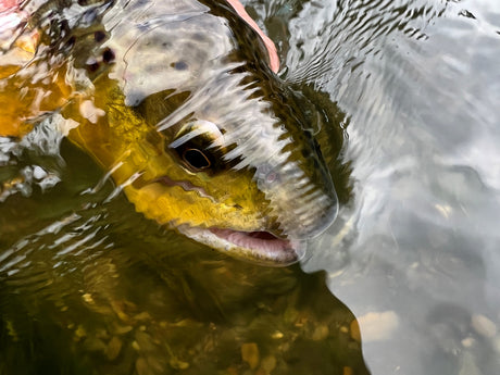 Black Hills Fly Fishing Report August 10th 2023