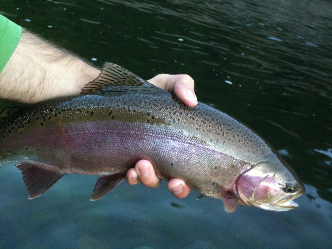 Black Hills Rainbow Trout