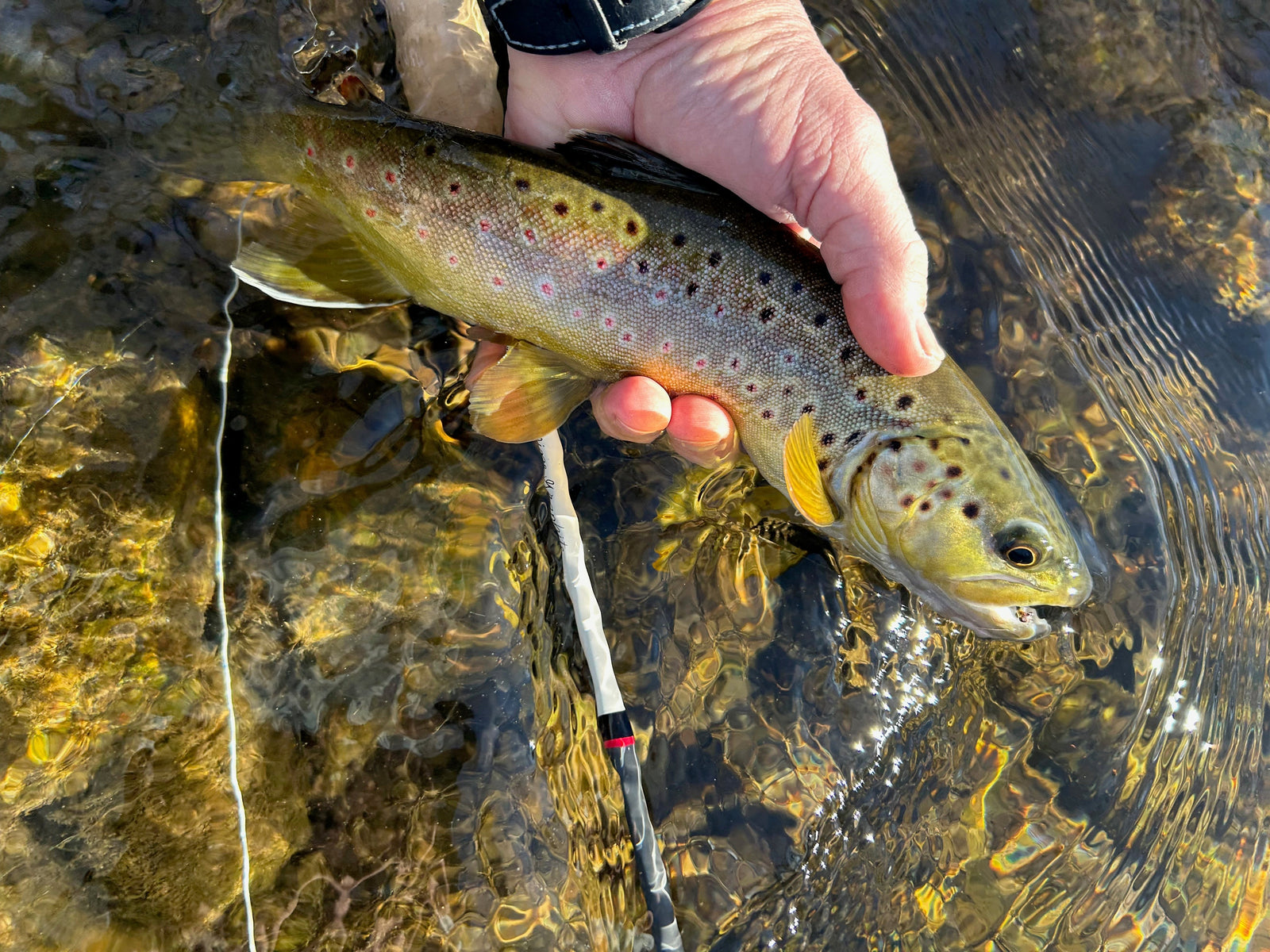 Black Hills Fishing Report March 5th 2026