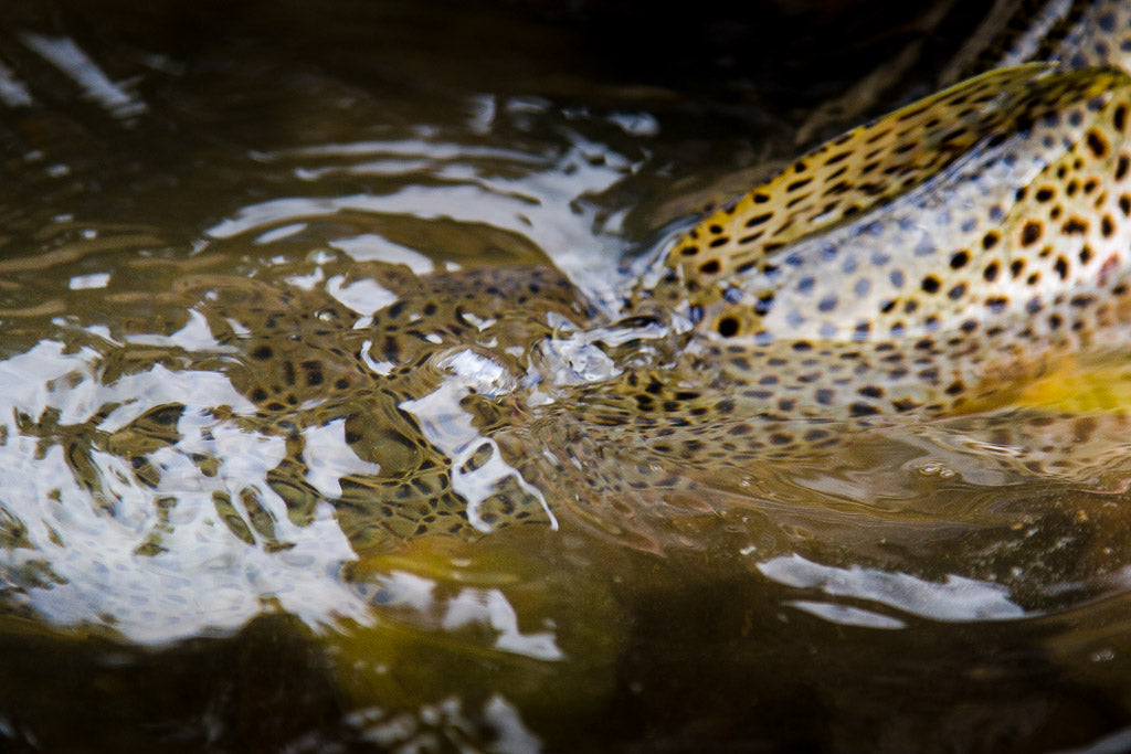 Black Hills Memorial Day Fishing Report - 5/30/2016