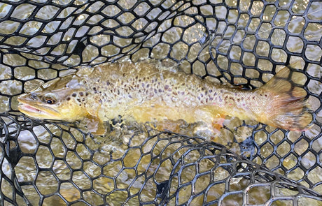 black hills fishing report fly fishing june 2021