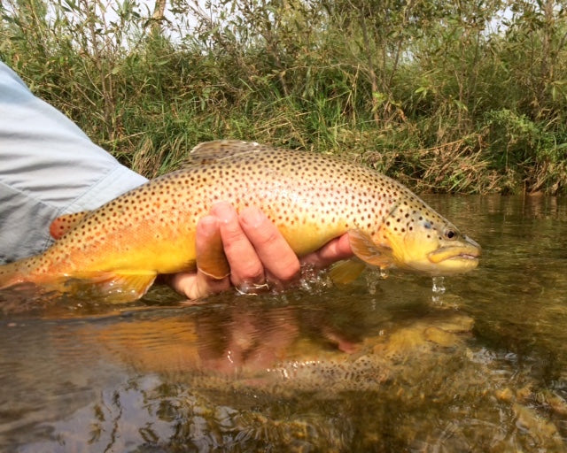 Black hills fishing report august 21st 2018