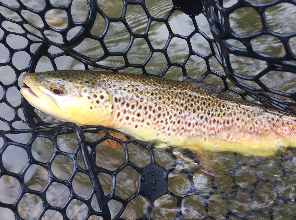 Black hills fishing report july 17th 2018 brown trout flyfishing fly spearfish creek rapid