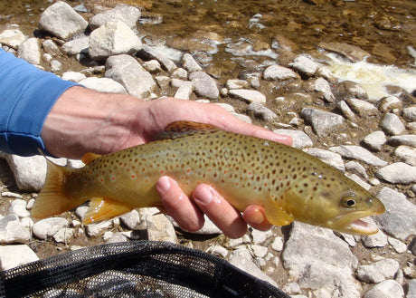 Black Hills Fishing Report 8/1/12