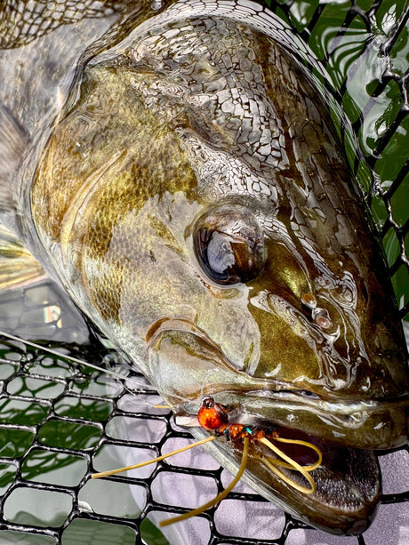 Black Hills Fishing Report September 3rd, 2026 — Labor Day Weekend