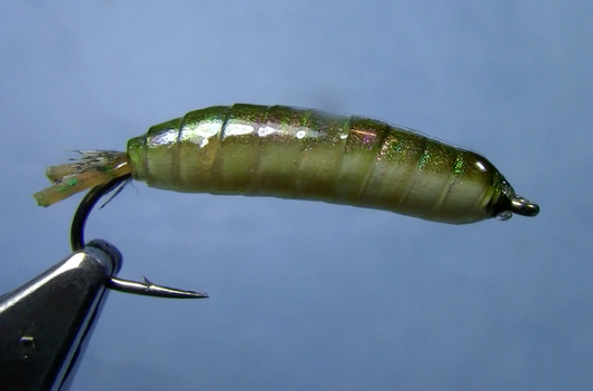 Chewee Cranefly Larva