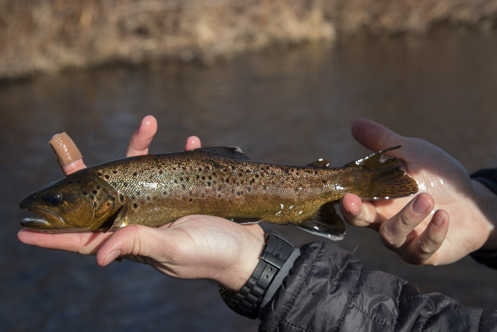 Black Hills Fishing Report - 2/9/2016