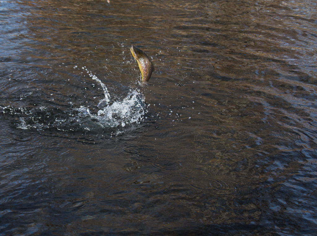 Rapid Creek Midge Hatch