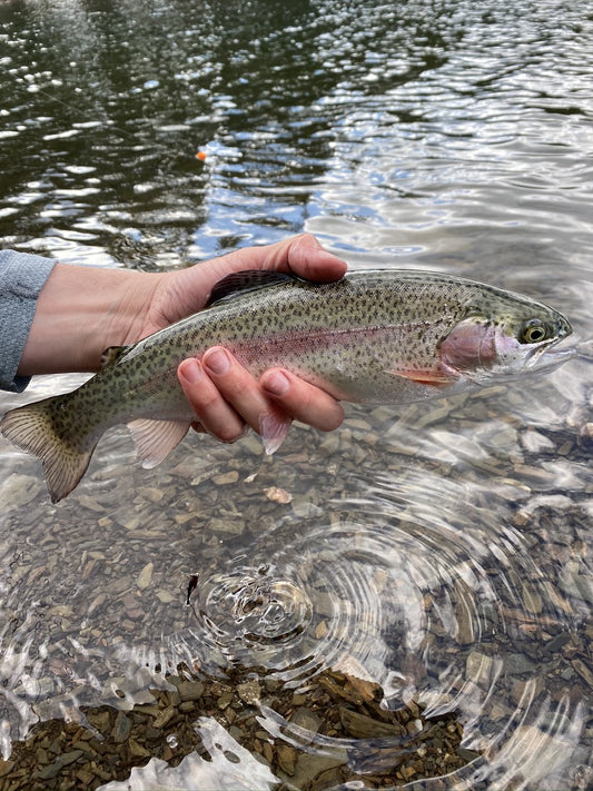 black hills fishing june 2020