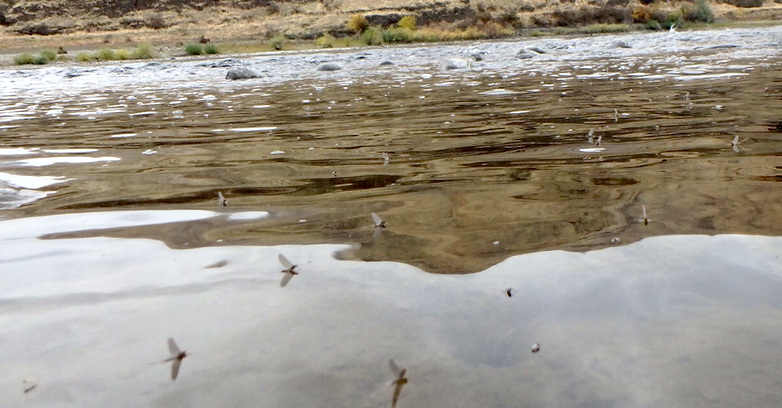 Fly Tying Baetis - Blue Winged Olive - Dry Fly Patterns