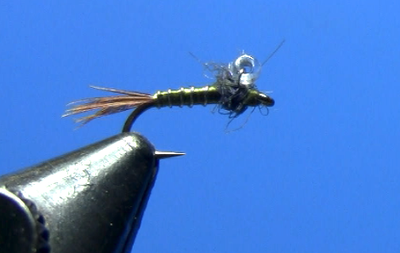 Fly Tying with Dave Gamet Bubble Back Baetis Nymph