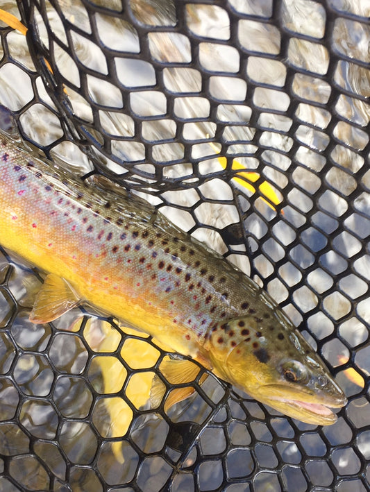Black Hills Fishing Report - 10/23/2017