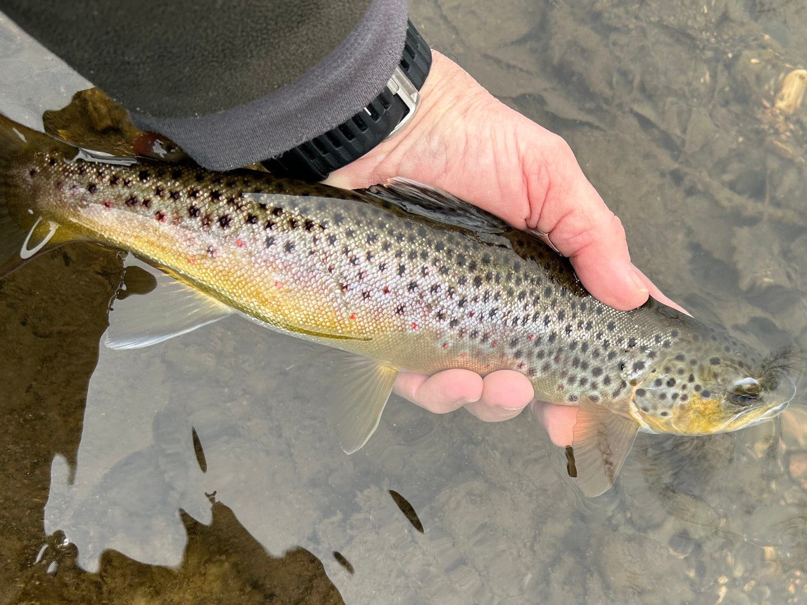 Black Hills Fishing Report February 28th, 2025