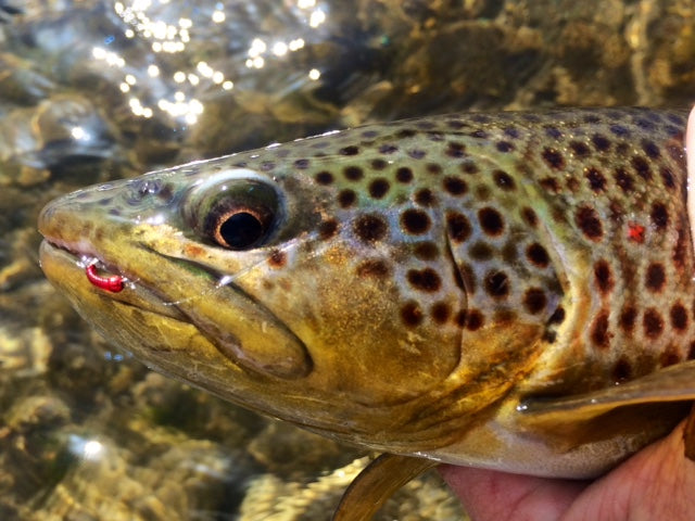 dave gamet brown trout black hills