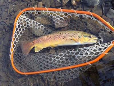 Black Hills Fly Fishing Report - 1/9/16