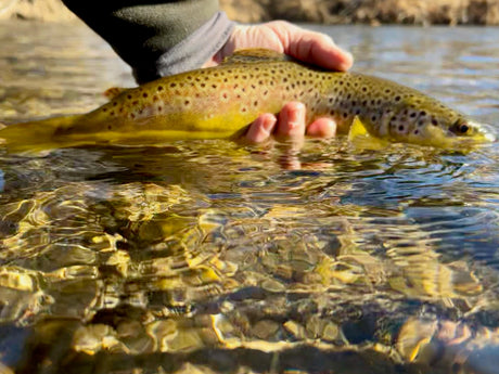 Black Hills Fly Fishing Report March 13th 2025