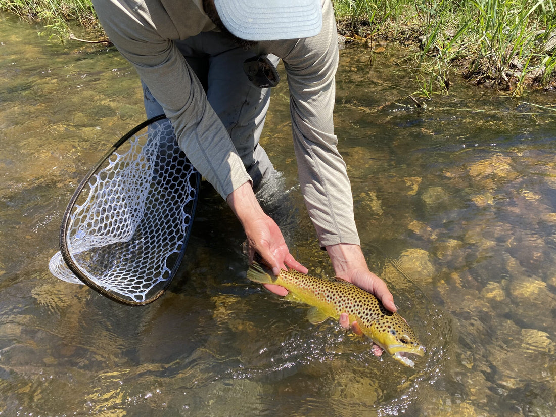 Black Hills Fly fishing 2020