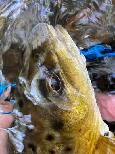 Black Hills Fly Fishing Report August 31st 2023