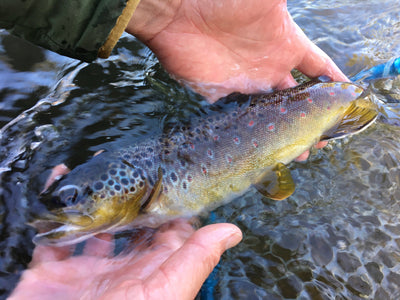 Black Hills Fishing Report - 10/22/2019