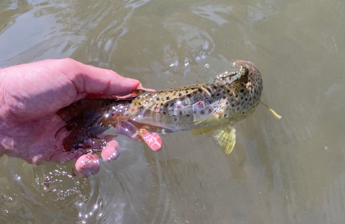 Black Hills Fishing Report - 4/5/2021