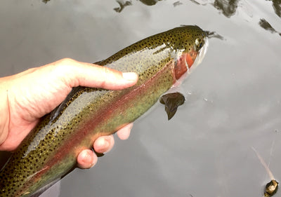 Black Hills Fishing Report - 9/25/2018