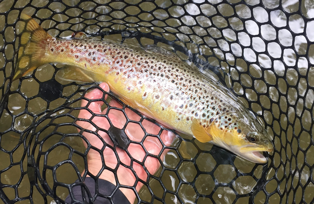 Black Hills Fishing Report - 10/1/2019