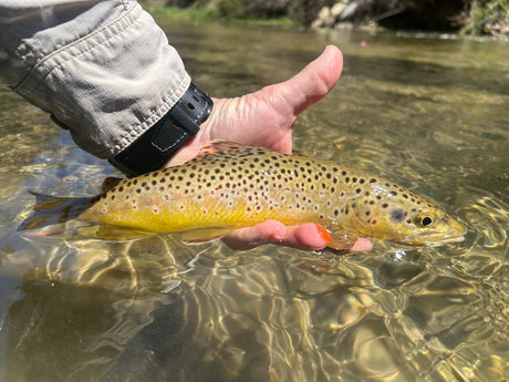Black Hills Fishing Report May 18th 2026