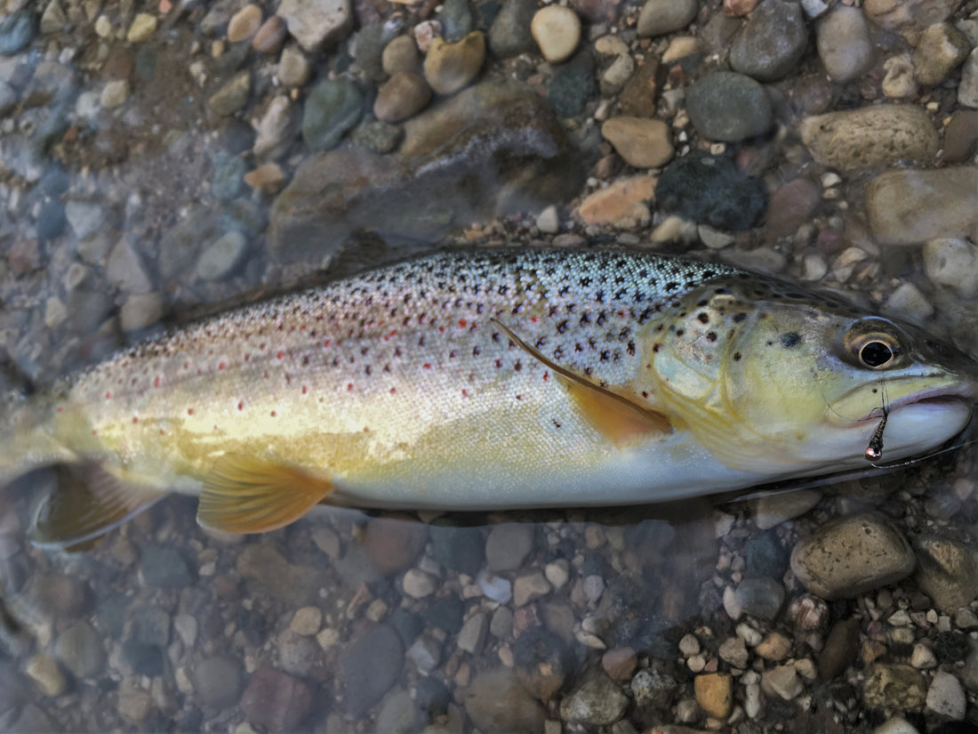 Black Hills Fishing Report - 8/31/2016