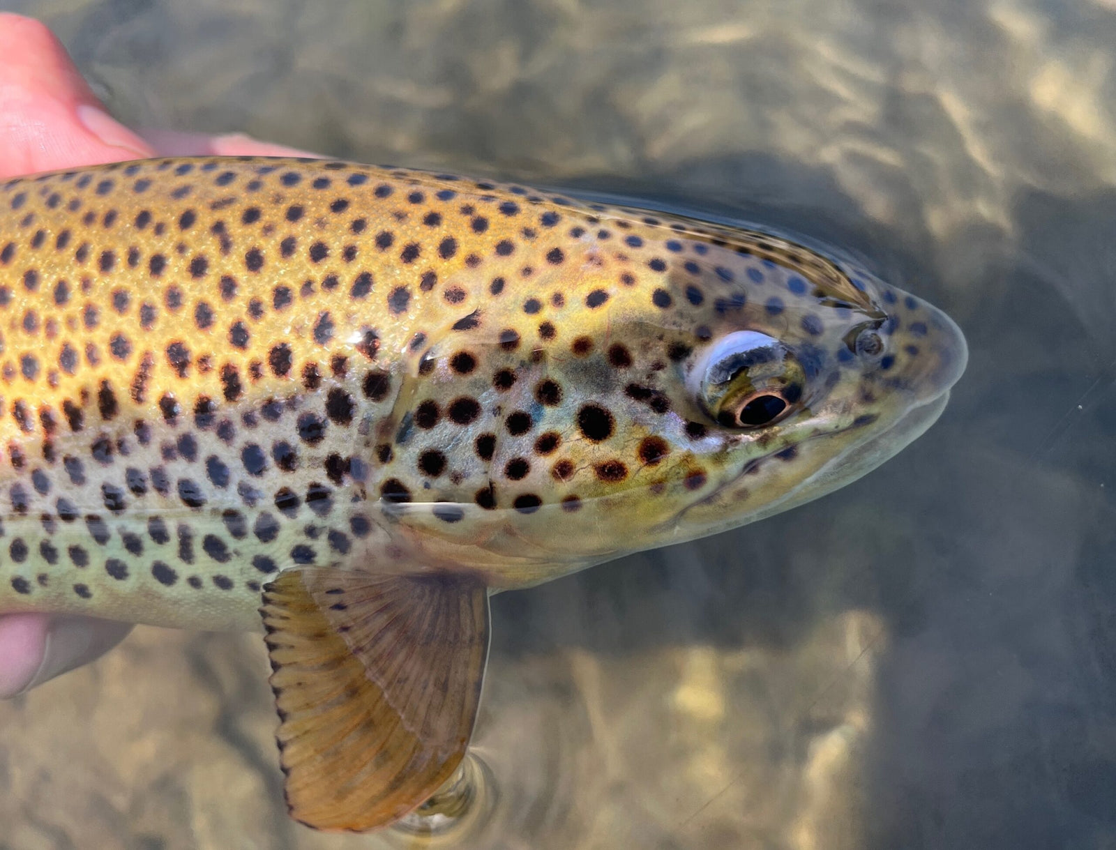 black hills fishing report