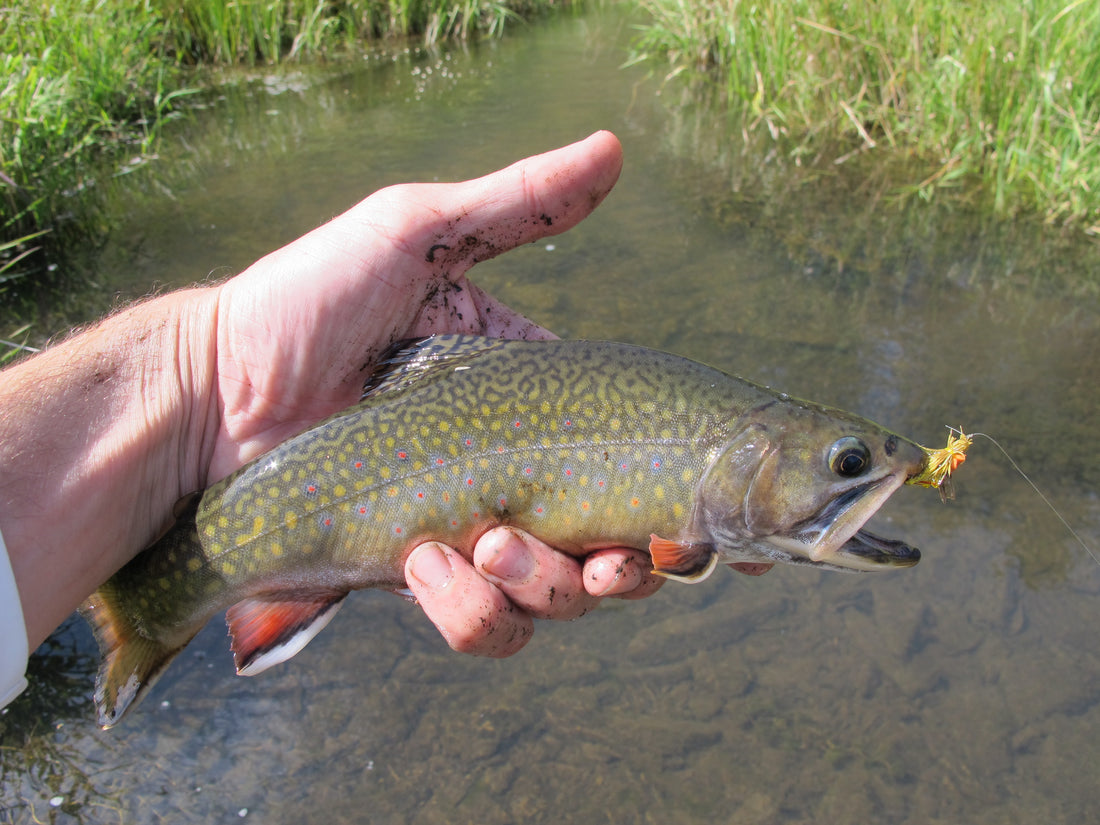 Hopper Season Is Here - Our 4 Favorites!