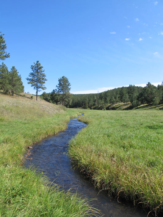 black hills small stream flyfishing trout