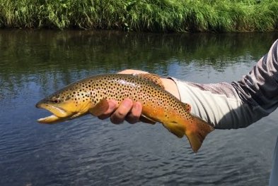 Black Hills Fishing Report - 9/8/2020