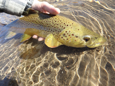 Black Hills Fishing Report - 11/14/2018