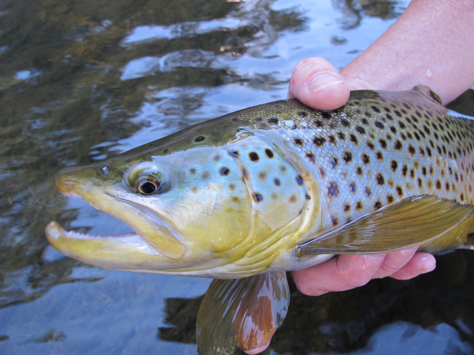 Black Hills Brown Trout Fall Fly Fishing Report