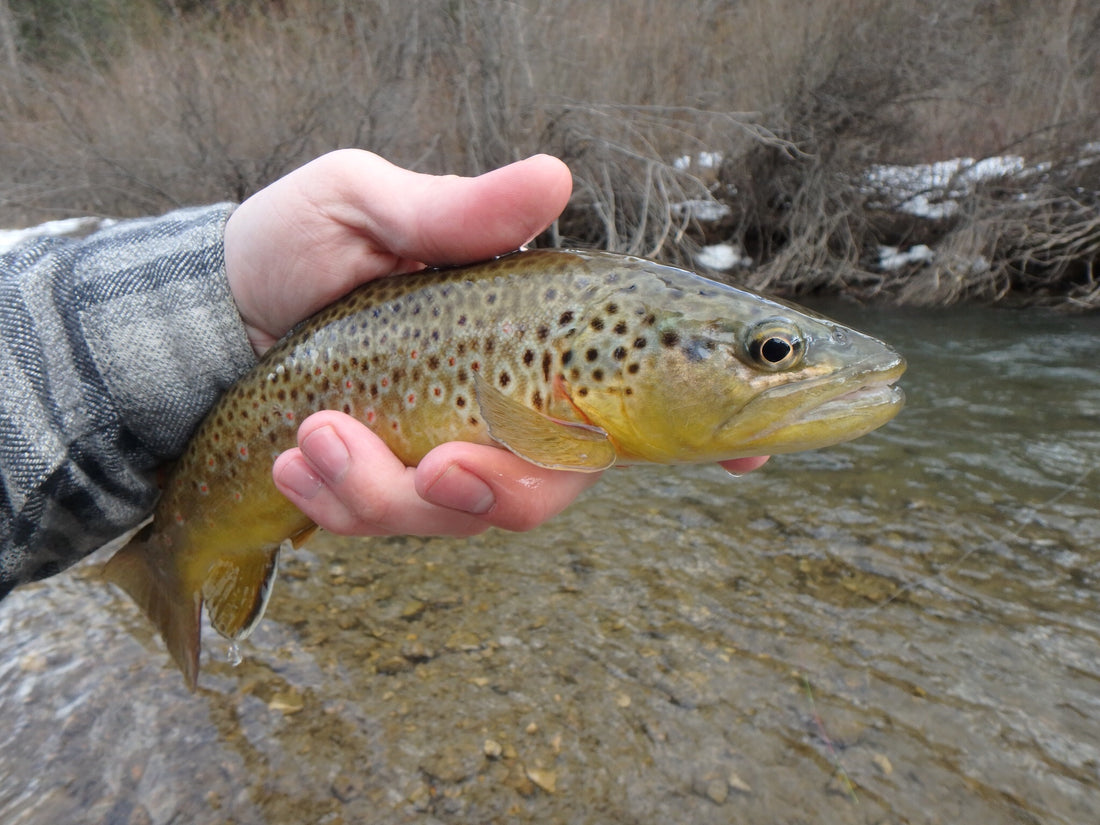 Black Hills Fishing Report - 3/1/2017